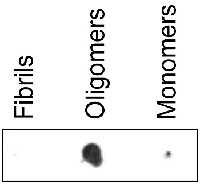 mAB-M | Mouse anti-human Abeta protein (3-10) region, oligomer-specific (clone 2D10,F6) in the group Antibodies Human Cell Biology / Neuroscience / Neurodegenerative diseases / Alzheimer's disease at Agrisera AB (Antibodies for research) (AS13 2716)